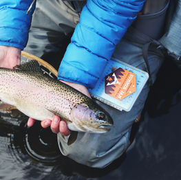 Rainbow Trout