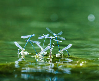 Image by Clément Falize