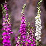 Image by Slawek K