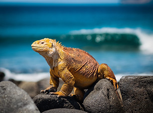 Image by Simon Matzinger