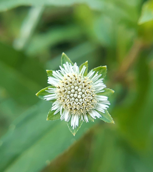 Image by Ram Kishor