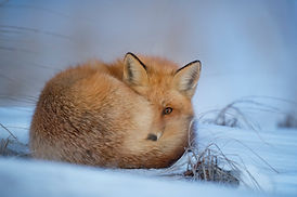 Image by Ray Hennessy