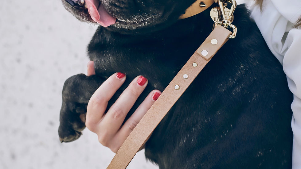 A young French Bulldog puppy being gently held during early socialization, demonstrating calm and positive handling experiences