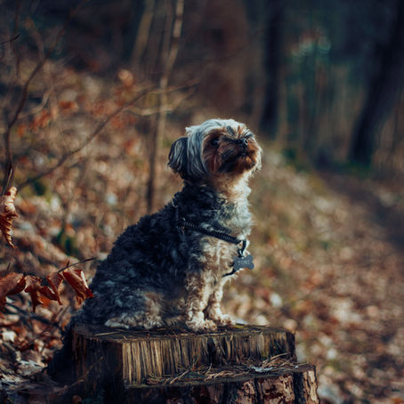 Why do dogs bury bones and other items?