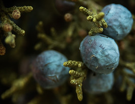 Image by Patrick Hendry