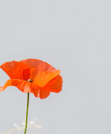 Image by Susanne Schwarz