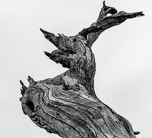 Image by Joshua Profitt