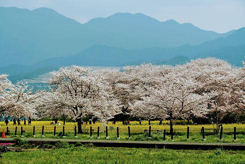 Image by D Konishi