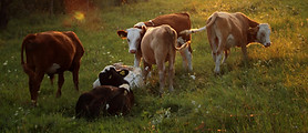 Okanagan Agriculture Stewardship Cows and Fish