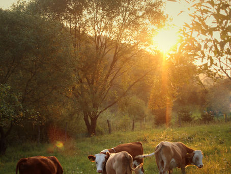 FAQ # 5: Nurturing Self-Compassion within Vegan Acitivism