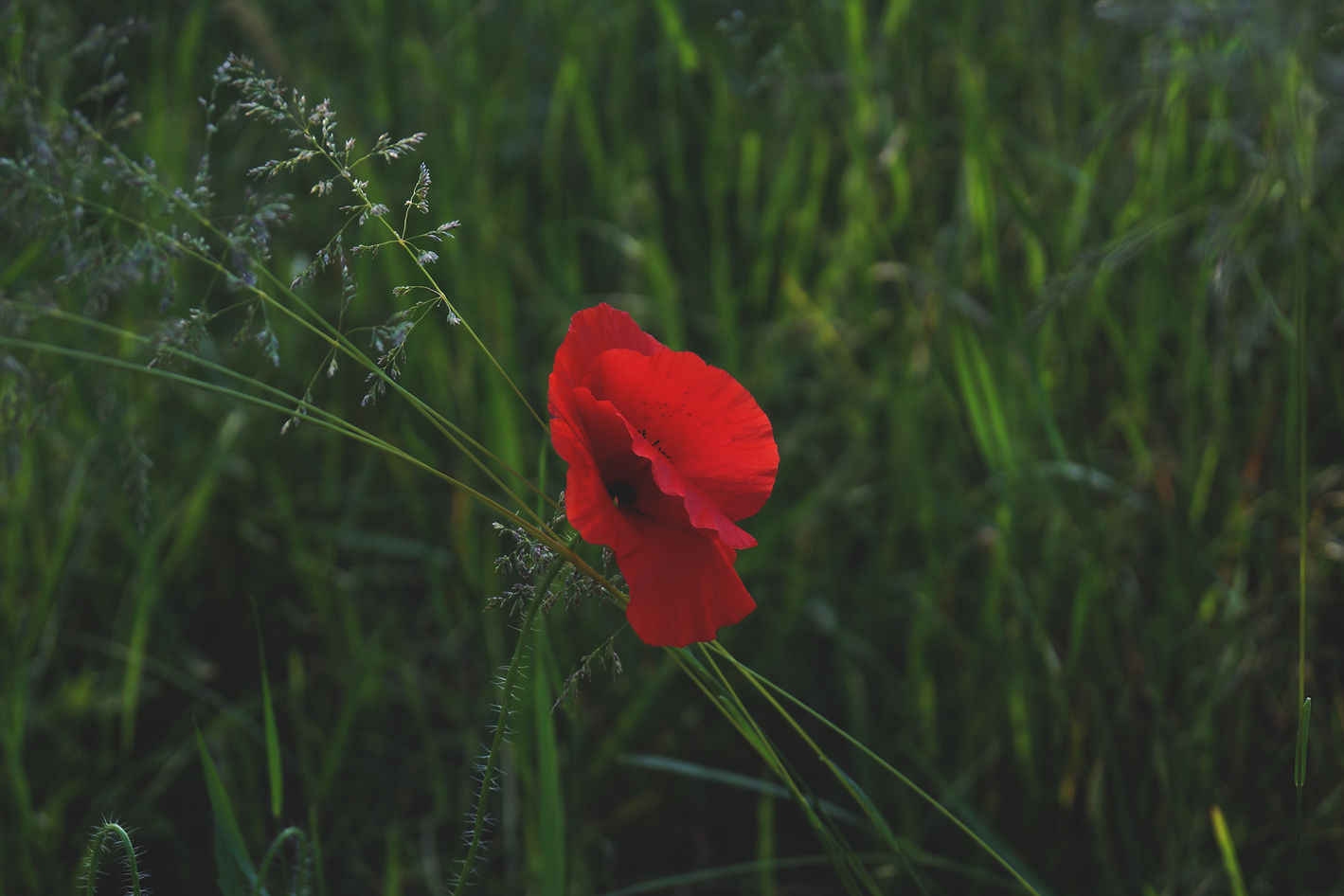 Image by Yoal Desurmont
