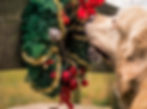 Mantrailing: x-mas Trails