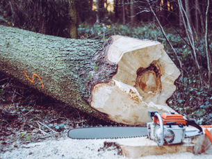 Bomen kap en grondwerk