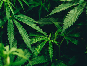 Polícia Civil incinera mais de 4 toneladas de maconha em Minas