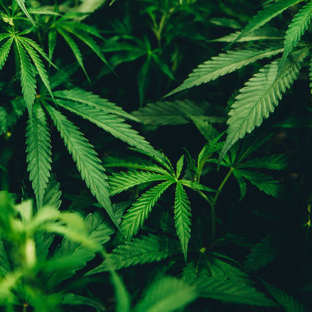 Kenevir: Doğanın Sunumu ve İnsanlık İçin Yenilikçi Bir Kaynak