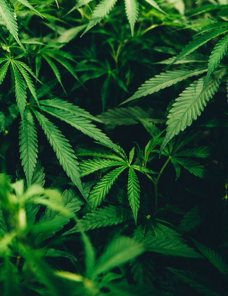 hemp, bioplastics, biodegrade