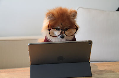 Image by Cookie the Pom