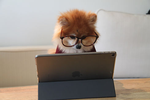 Image by Cookie the Pom