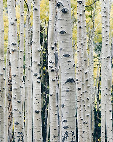 Image by Peng Chen