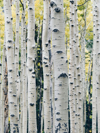 Nature's Healing Embrace: Exploring Walk and Talk Therapy