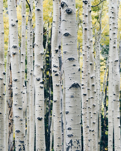 Image by Peng Chen