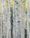 White aspen trees