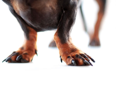 All About Nail Trimming