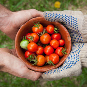 ¿Cómo vamos a lograr alimentar a 9 mil millones de personas?