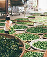 A USDA organic tea farm