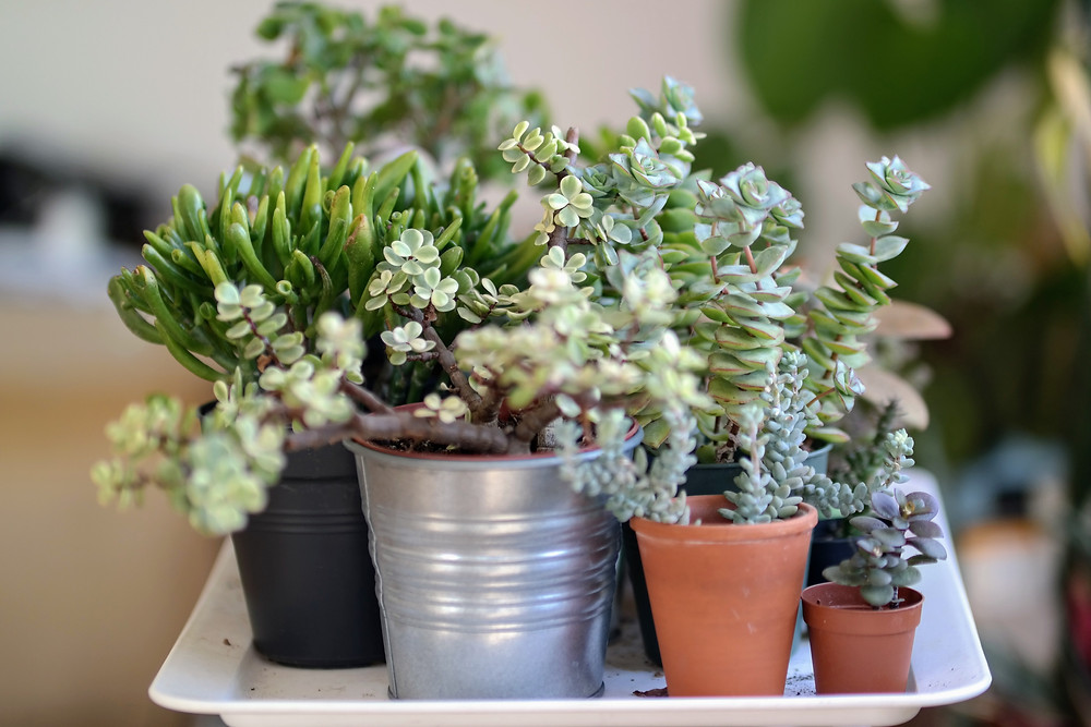 Plants at Mustard Seed Sentinel