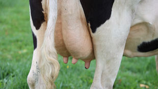 Homeopathy rescues a bad case of mastitis