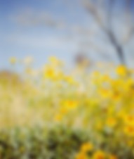 Image by Brandon LeClaire