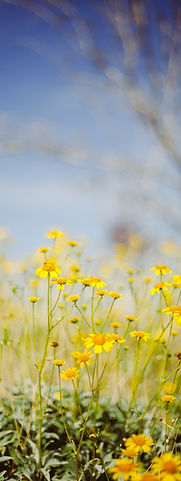 Image by Brandon LeClaire