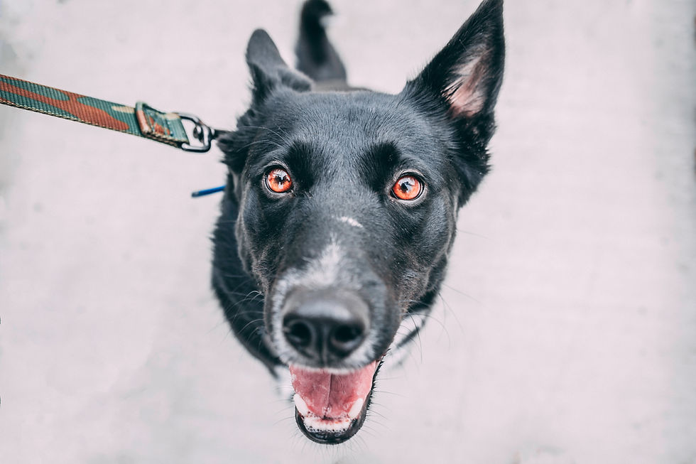 3 Puzzle Toys to Keep Your Dog Entertained in Quarantine