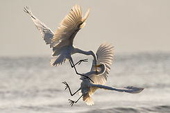 Image de Chris Sabor