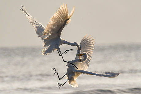 Image by Chris Sabor