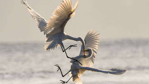 Healthy Conflict vs Unhealthy Conflict - ความขัดแย้งที่เราควรรู้และจัดการให้เป็น