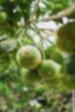 Breathing with The Black Walnut Tree