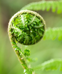 Image by Diana Parkhouse