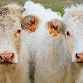 Livestock Price Surges Leave Many Farms Underinsured