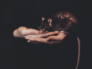 5 choses étonnantes que vous ne saviez pas sur les souris