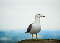 Image by Tarpit Grover