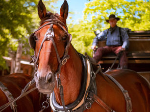 Columbia State Historic Park for Families: A Rootin Tootin Day Out for All Ages