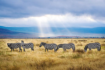 safari dans le cratere ngorongoro