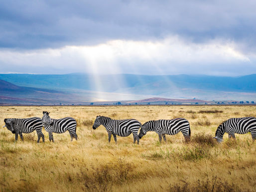 zebras in the serengeti under the african sunlight