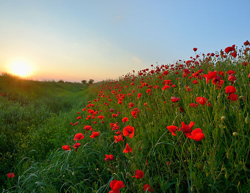 poppy-walk-at-castle-hill-woodingdean