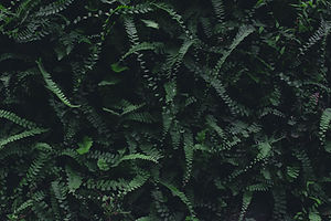 Image by Amanshu Raikwar