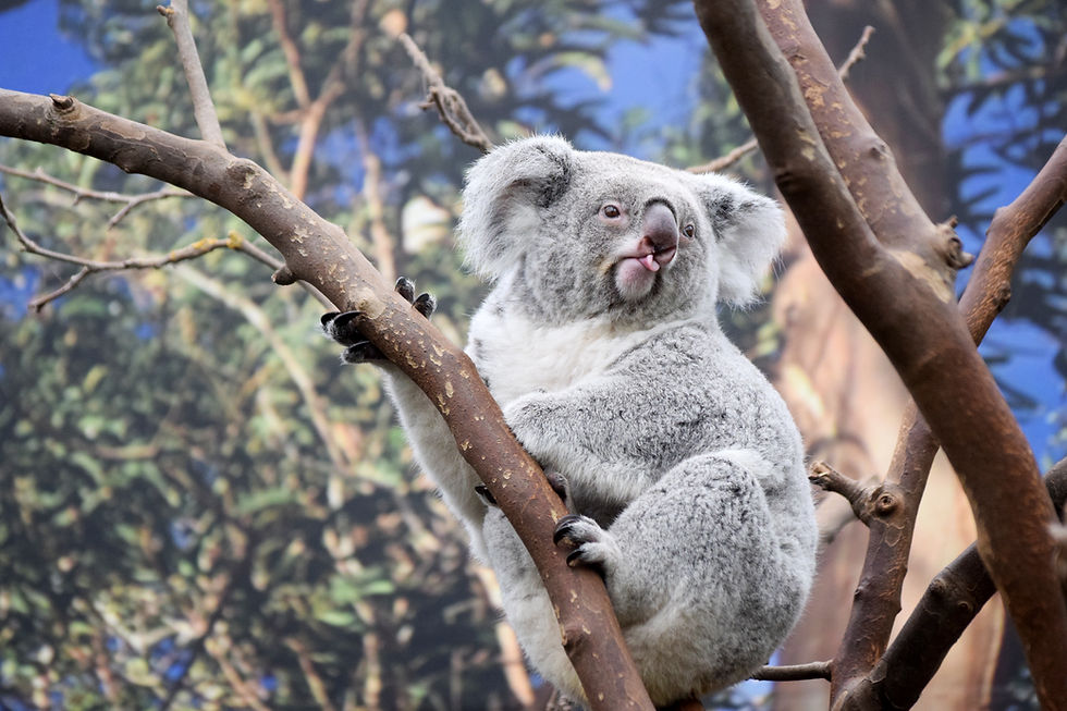 Port Stephens Koala Sanctuary