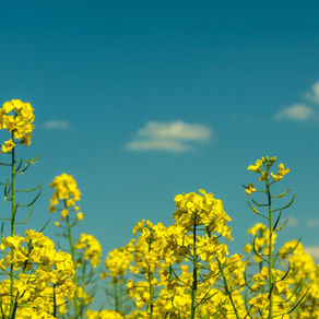 Seeds of the Kingdom