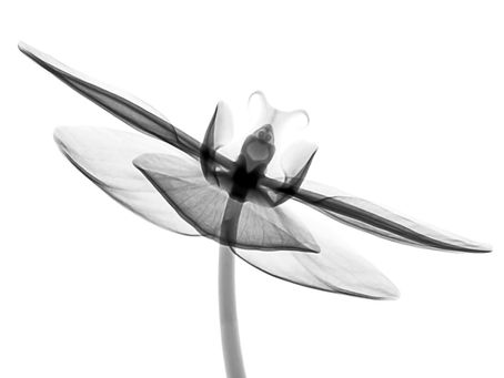 issues in your tissues